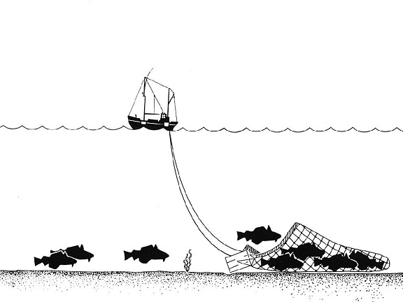 Heinz ARCTICUS #4 trawling drawing Wikepedia