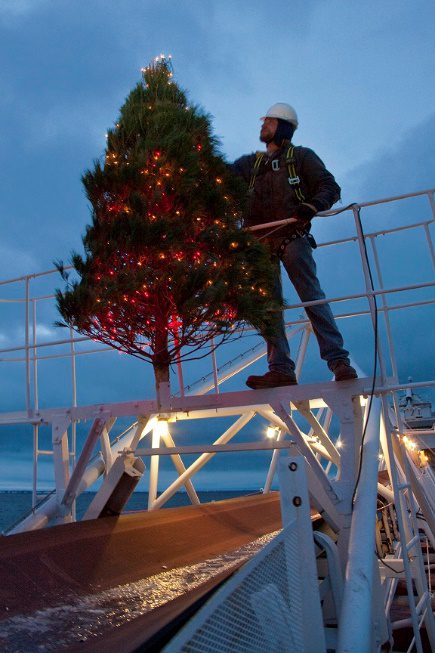 Christmas Tree Outside